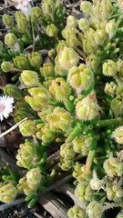 Drosanthemum hispifolium