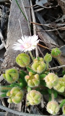 Drosanthemum hispifolium