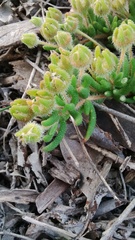 Drosanthemum hispifolium