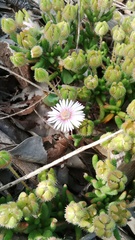 Drosanthemum hispifolium