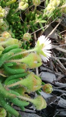 Drosanthemum hispifolium