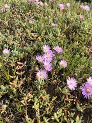 Lampranthus debilis