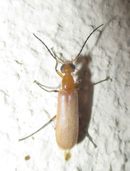 Zonitoschema capensis