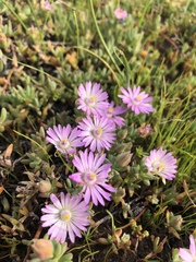 Lampranthus debilis