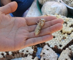 Vespa mandarinia
