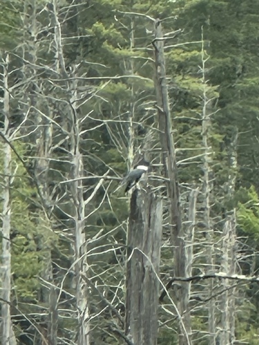 Belted Kingfisher photographed in New Hampshire