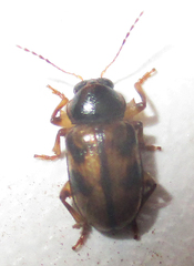 Microeurydemus africanus
