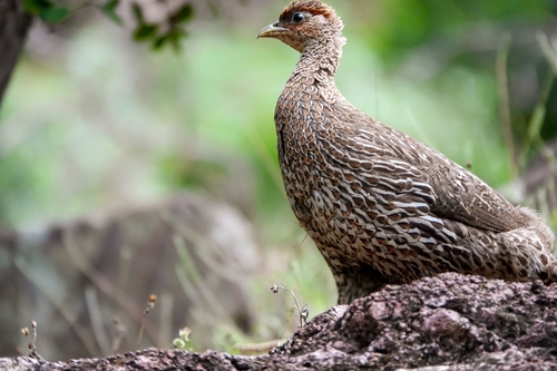 Djibouti Spurfowl (Pternistis ochropectus), photo 2