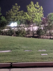 Charadrius vociferus