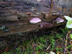 Leptoporus mollis