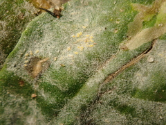 Podosphaera plantaginis