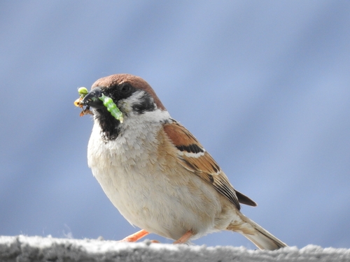 Eurasian Tree Sparrow