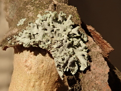 Physcia dubia