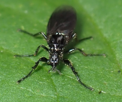 Fever Fly