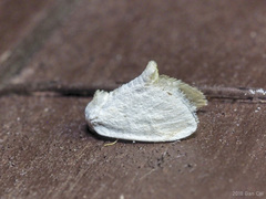 Niphopyralis