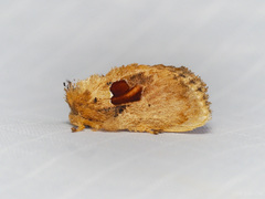 Chalcocelis albiguttatus