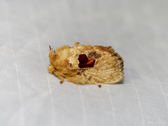 Chalcocelis albiguttatus