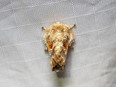 Chalcocelis albiguttatus