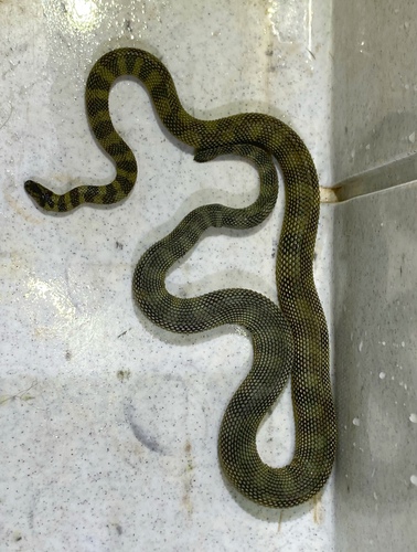Rough-scaled Sea Snake