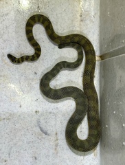 Rough-Scaled Sea Snake photo 2