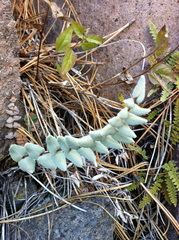 Pellaea bridgesii