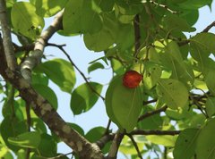 Ficus benjamina comosa