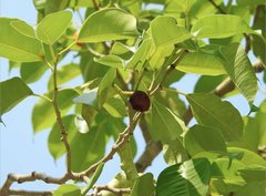 Ficus benjamina comosa