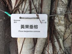 Ficus benjamina comosa