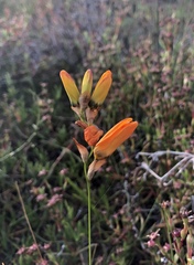 Ixia maculata