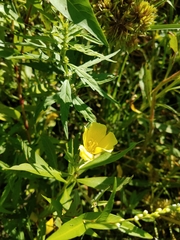 Ludwigia peploides montevidensis