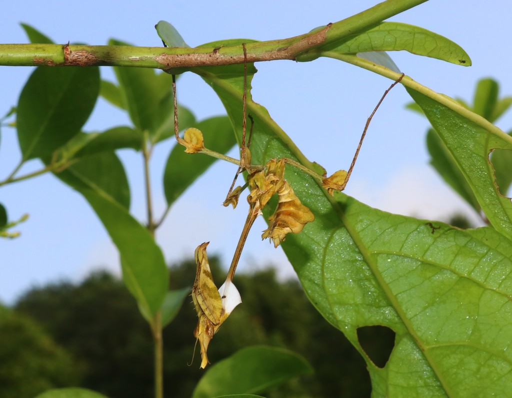 Mante violon (Gongylus gongylodes)