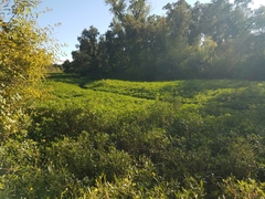 Ludwigia peploides montevidensis