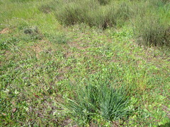 Trachyandra chlamydophylla