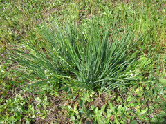 Trachyandra chlamydophylla