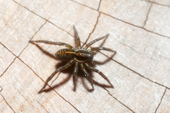 Artoriopsis