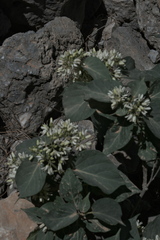 Cionura erecta, photograph (c) fmunoz, some rights reserved (CC BY)