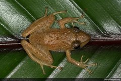 Craugastor fitzingeri