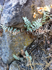 Pellaea bridgesii