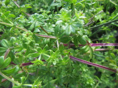 Galium tomentosum