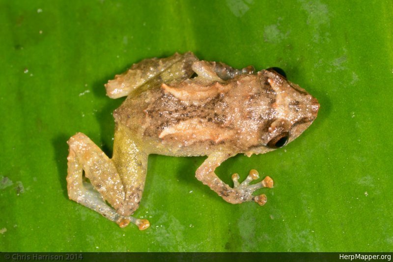Montane Dink Frog