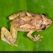 Montane Dink Frog - Photo (c) Chris Harrison, some rights reserved (CC BY-NC), uploaded by Chris Harrison