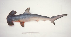 Sphyrna zygaena