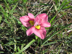 Moraea tricolor