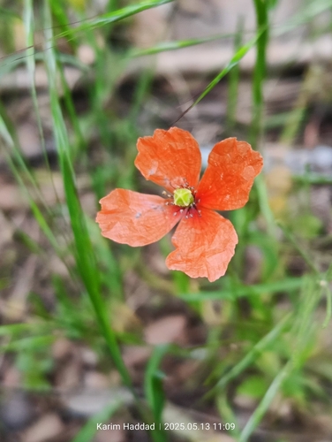 Long-headed poppy