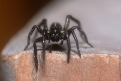 Artoriopsis