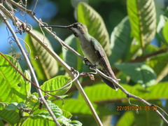 Heliomaster longirostris