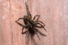 Artoriopsis
