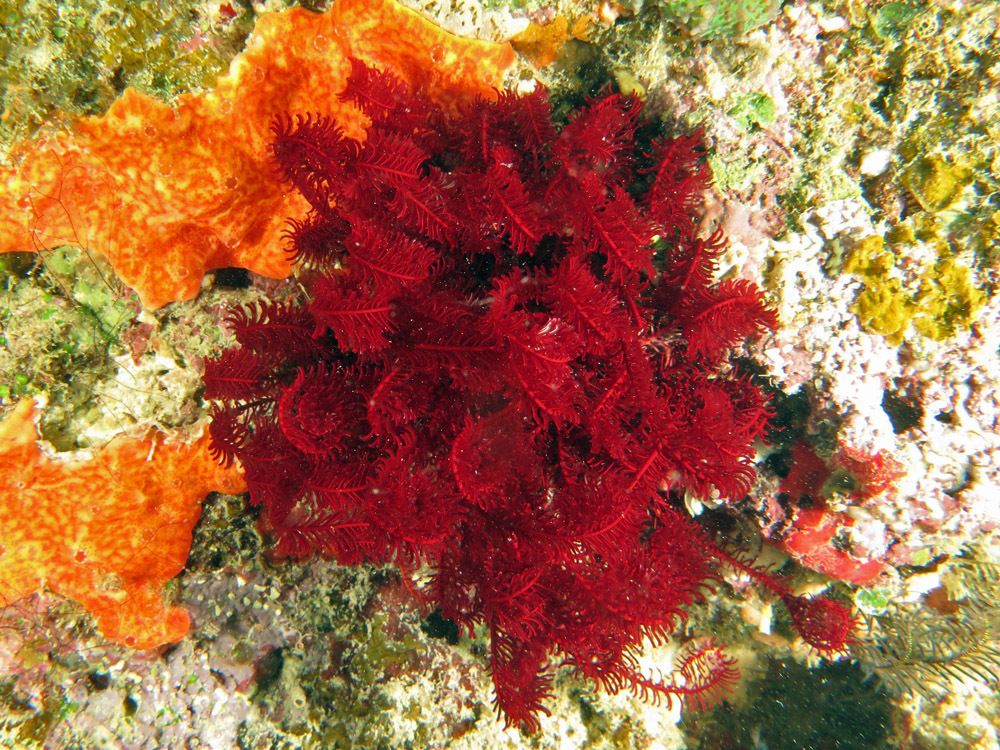 Phanogenia multibrachiata