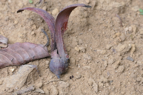 New Guinea rosewood (Dipterocarpus indicus)