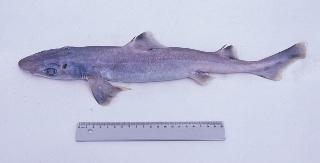 Dumb Gulper Shark